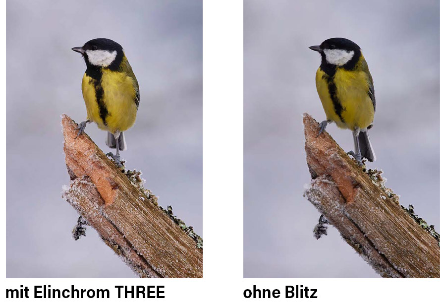 Vogelfotografie: Bild-Vergleich mit und ohne Blitz