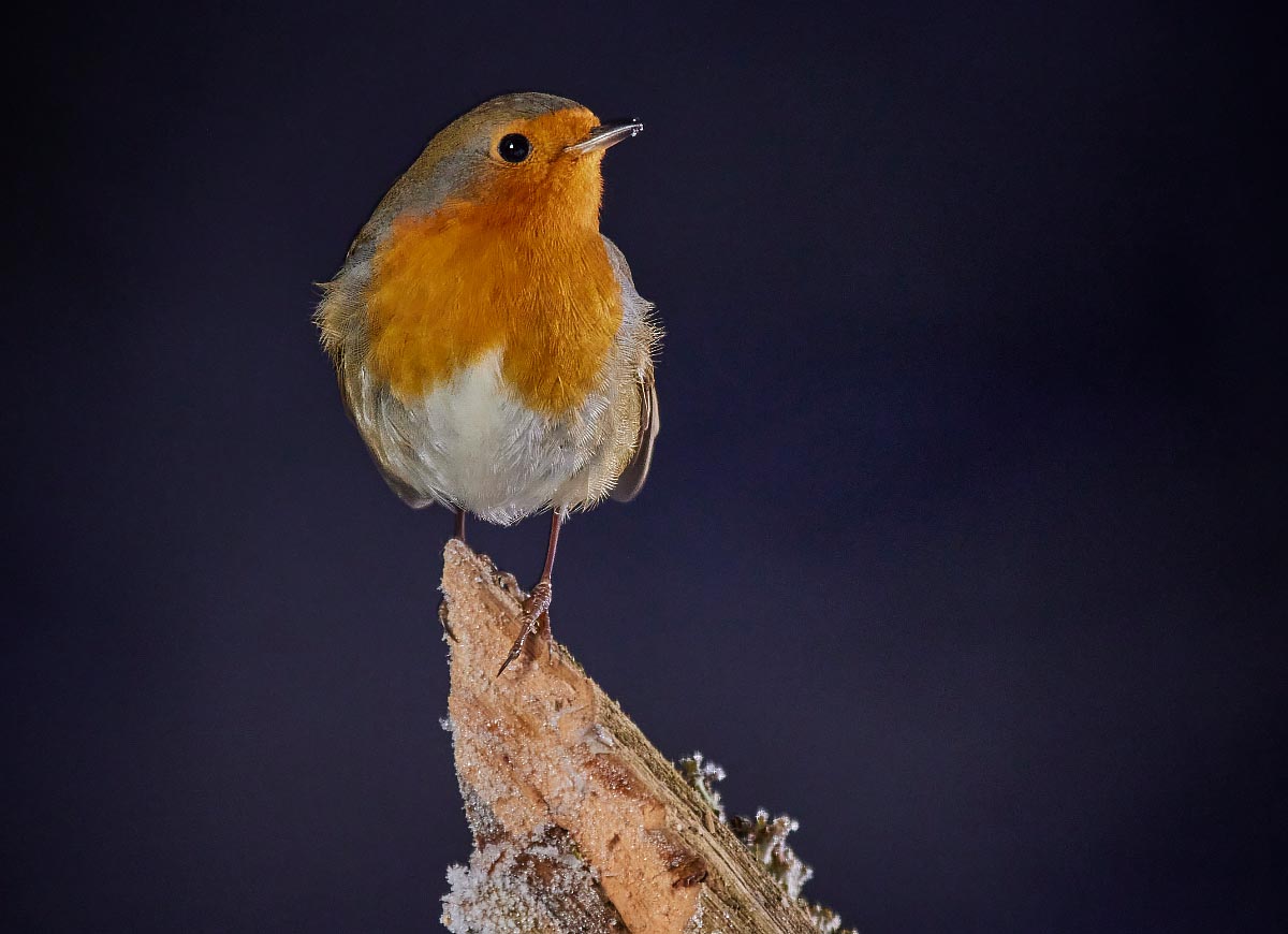 Bild von Vogel