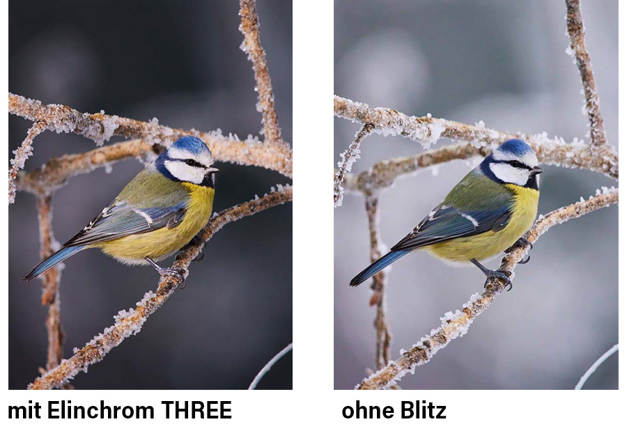 Bild-Vergleich: Vogelfotografie mit und ohne Blitz