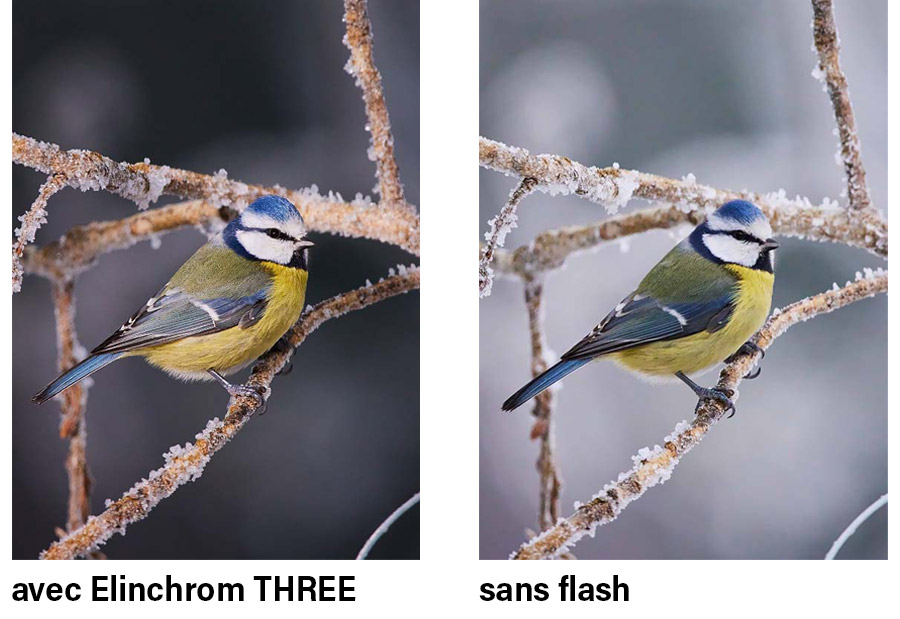 Comparaison d'images : photographie d'oiseaux avec et sans flash
