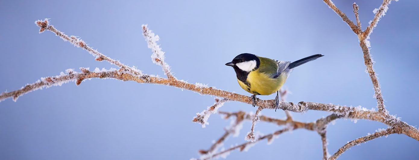Vogelfotografie: Bild von Vogel