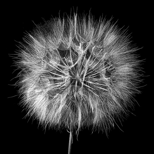 Blog: L'art de la photogravure